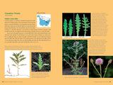 Edible Wild Plants, Volume 2: Wild Foods from Foraging to Feasting by John Kallas, PHD