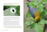 The Wonder of Moths: Deception and Survival of Nature's Most Important Insects by Douglas W. Tallamy