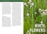 Wildflowers of the Midwest (Timber Press Field Guide) by Micheal Homoya & Scott Namestnik