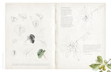 Sketching Nature: The Beginner's Guide to Keeping a Botanical Sketchbook by Dianne Sutherland