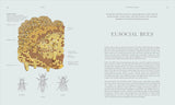 Insects: Discover the Science and Secrets Behind the World of Insects by DK