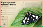 The Magnificent Book of Butterflies and Moths (Magnificent Book of) by Barbara Taylor