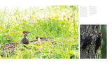 Woodpecker: A Year in the Life of North American Woodpeckers by Paul Bannick