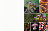 Cut & Collage Mushrooms and Fungi: Magnificent Images from the Forest Floor
