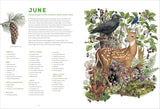 The Forest Revealed: An Illustrated Year by Jada Fitch & Kateri Kosek
