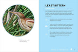 Birds of the Great Lakes (Best Little Book of Birds) by Dexter Patterson