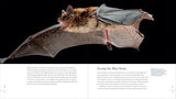 The Weird and Wonderful World of Bats: Demystifying These Often-Misunderstood Creatures by Alyson Brokaw