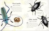 An Anthology of Beetles: A Collection of Brilliant Beetles from Around the World (DK Little Anthologies) by Richard Jones