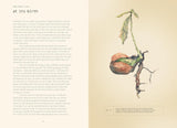 Forty Ways to Know a Tree: Exploring Trees to Understand Nature by Joan Maloof