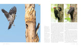 Woodpecker: A Year in the Life of North American Woodpeckers by Paul Bannick