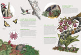 The Forest Revealed: An Illustrated Year by Jada Fitch & Kateri Kosek