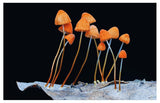 Entangled Life: The Illustrated Edition: How Fungi Make Our Worlds by Merlin Sheldrake