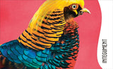 The Animal Body Book: An Insider's Guide to the World of Animal Anatomy (DK)