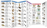 Animal Tracks: A Folding Pocket Guide to the Tracks & Signs of Familiar N.A. Species