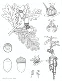 Unrooted: Botany, Motherhood, and the Fight to Save an Old Science by Erin Zimmerman