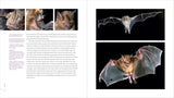 The Weird and Wonderful World of Bats: Demystifying These Often-Misunderstood Creatures by Alyson Brokaw