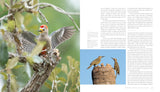 Woodpecker: A Year in the Life of North American Woodpeckers by Paul Bannick