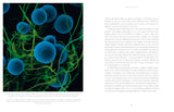 Entangled Life: The Illustrated Edition: How Fungi Make Our Worlds by Merlin Sheldrake