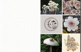 Cut & Collage Mushrooms and Fungi: Magnificent Images from the Forest Floor