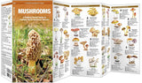 Mushrooms: A Folding Pocket Guide to Familiar North American Species
