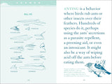 Bird Brainteasers: Puzzles, Games & Avian Trivia by Patrick Merrell