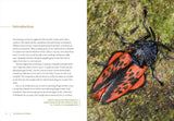 The Wonder of Moths: Deception and Survival of Nature's Most Important Insects by Douglas W. Tallamy