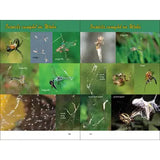 Web Watching: A Guide to Webs & the Spiders That Make Them by Larry Weber