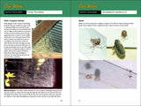 Web Watching: A Guide to Webs & the Spiders That Make Them by Larry Weber