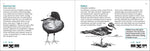 Bird Finder: Identifying Common Birds of Eastern North America (Nature Study Guides)
