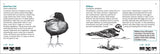 Bird Finder: Identifying Common Birds of Eastern North America (Nature Study Guides)