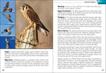 Birds of Prey of the Midwest (Bird Identification Guides) by Stan Tekiela