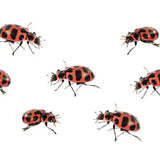 Original Ladybug Land™ with Voucher