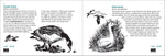 Bird Finder: Identifying Common Birds of Eastern North America (Nature Study Guides)