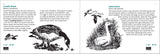 Bird Finder: Identifying Common Birds of Eastern North America (Nature Study Guides)