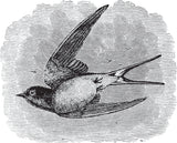Birds Through an Opera Glass by Florence Augusta Merriam
