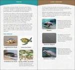 Coastal Life of the Atlantic & Gulf Coasts: Easily Identify Seashells, Beachcombing Finds, and Iconic Animals