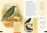 The Little Book of North American Birds: A Guide to North America's Songbirds, Waterfowl, Birds of Prey, and More (Little Library of Natural History #4)