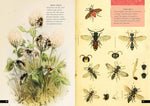 The Little Book of Insects: A Guide to Beetles, Flies, Ants, Bees, and More (Little Library of Natural History #2)