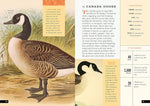 The Little Book of North American Birds: A Guide to North America's Songbirds, Waterfowl, Birds of Prey, and More (Little Library of Natural History #4)