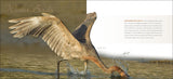 Feathers: A Beautiful Look at a Bird's Most Unique Feature