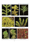 Ecological Guide to the Mosses and Common Liverworts by Sue Alix Williams