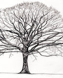 How to Draw a Tree: From the Fruit to the Forest: A Step-By-Step Course for the Nature Artist by Alex Boon