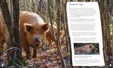 Wilding: How to Bring Wildlife Back - The New Illustrated Guide by Isabella Tree