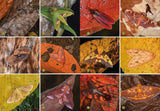 The Wonder of Moths: Deception and Survival of Nature's Most Important Insects by Douglas W. Tallamy