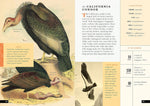 The Little Book of North American Birds: A Guide to North America's Songbirds, Waterfowl, Birds of Prey, and More (Little Library of Natural History #4)