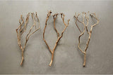 Natural Tea Tree Branch