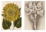 Capturing Nature: 150 Years of Nature Printing by Matthew Zucker & Pia Ostlund