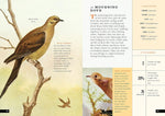The Little Book of North American Birds: A Guide to North America's Songbirds, Waterfowl, Birds of Prey, and More (Little Library of Natural History #4)