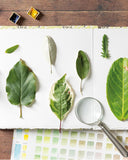 Sketching Nature: The Beginner's Guide to Keeping a Botanical Sketchbook by Dianne Sutherland