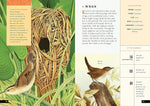 The Little Book of North American Birds: A Guide to North America's Songbirds, Waterfowl, Birds of Prey, and More (Little Library of Natural History #4)
